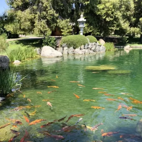A Beautiful, Serene, Japanese Garden
Within the Heart of Downtown Phoenix