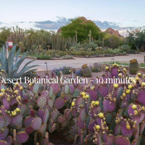 Visit the Desert Botanical Gardens